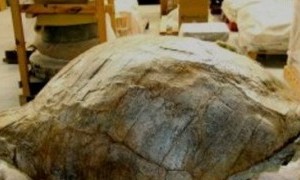 Exposición Yacimiento Paleontológico del Puerto de la Cadena